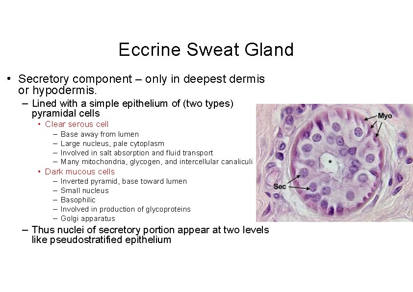 Eccrine Sweat Gland • Secretory component – only in deepest dermis or hypodermis. –