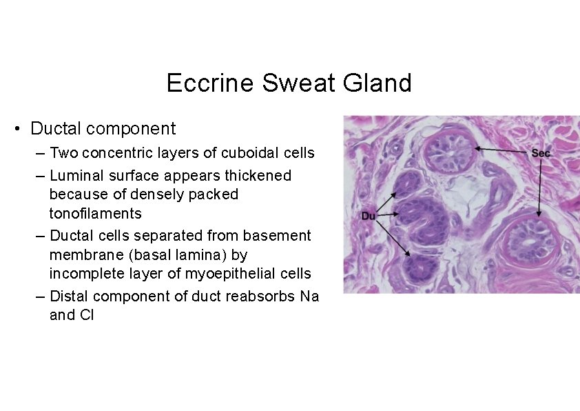 Eccrine Sweat Gland • Ductal component – Two concentric layers of cuboidal cells –