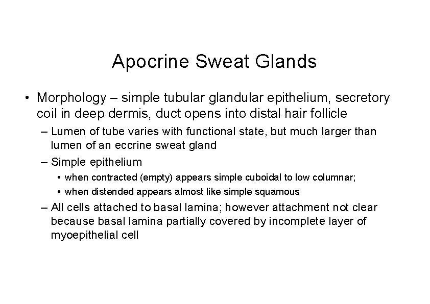 Apocrine Sweat Glands • Morphology – simple tubular glandular epithelium, secretory coil in deep