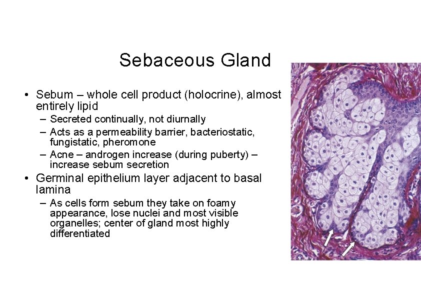 Sebaceous Gland • Sebum – whole cell product (holocrine), almost entirely lipid – Secreted