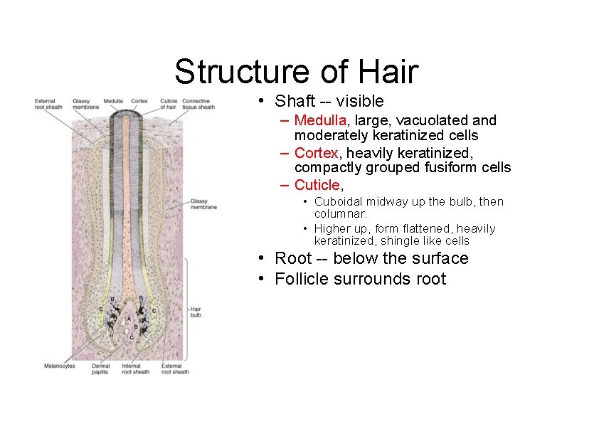 Structure of Hair • Shaft -- visible – Medulla, large, vacuolated and moderately keratinized