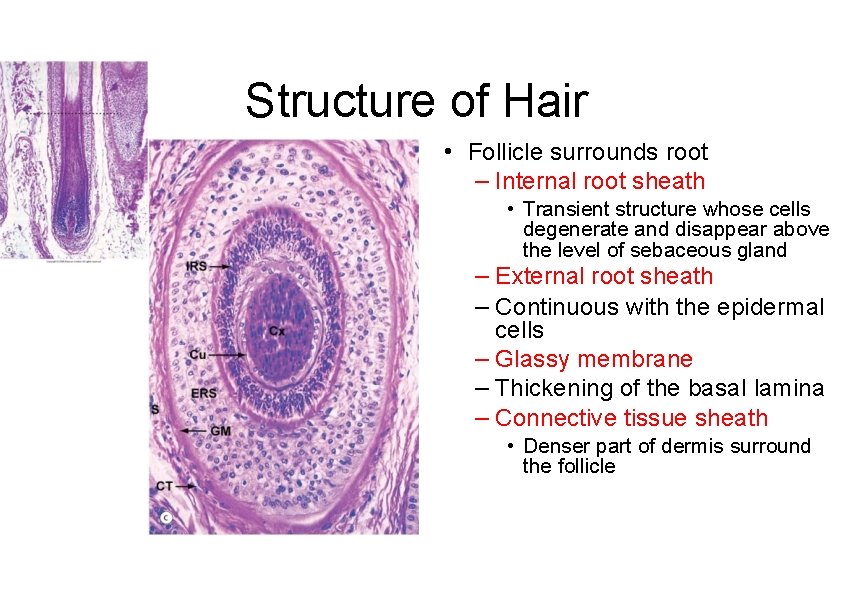 Structure of Hair • Follicle surrounds root – Internal root sheath • Transient structure