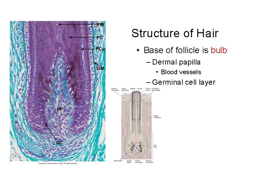 Structure of Hair • Base of follicle is bulb – Dermal papilla • Blood