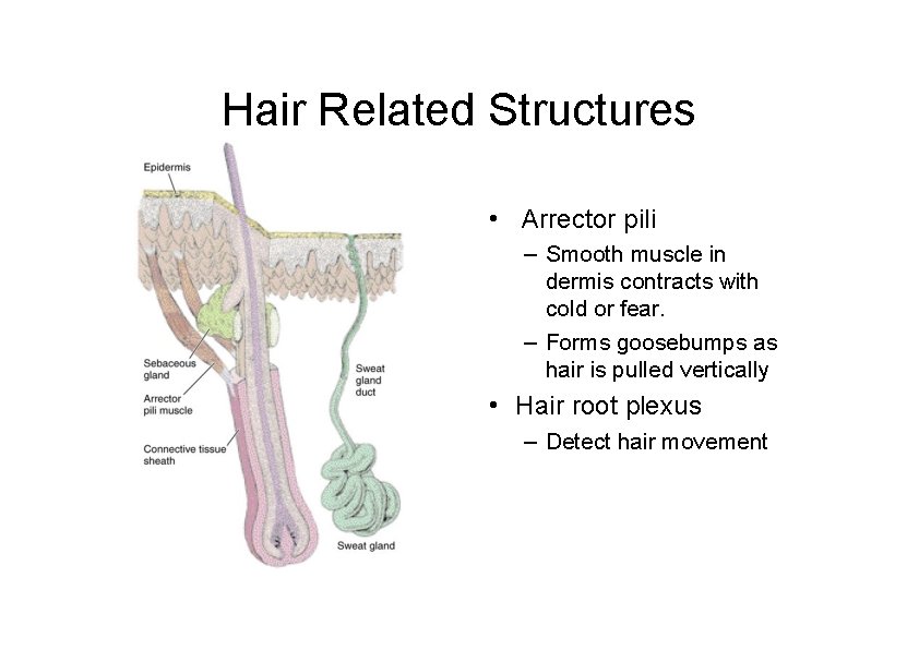 Hair Related Structures • Arrector pili – Smooth muscle in dermis contracts with cold