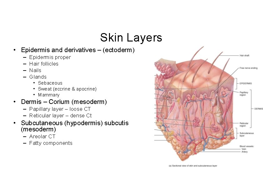 Skin Layers • Epidermis and derivatives – (ectoderm) – – Epidermis proper Hair follicles