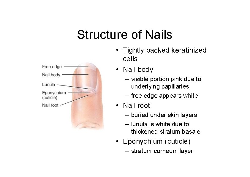 Structure of Nails • Tightly packed keratinized cells • Nail body – visible portion