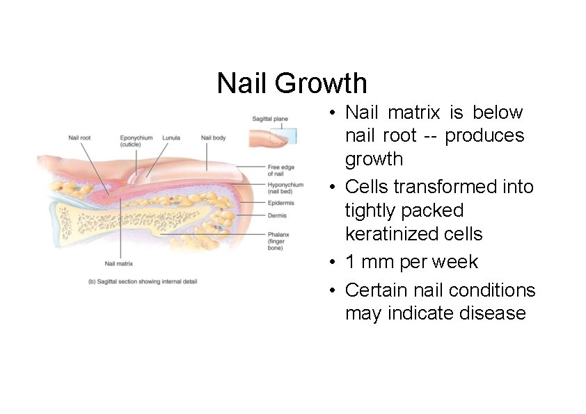 Nail Growth • Nail matrix is below nail root -- produces growth • Cells