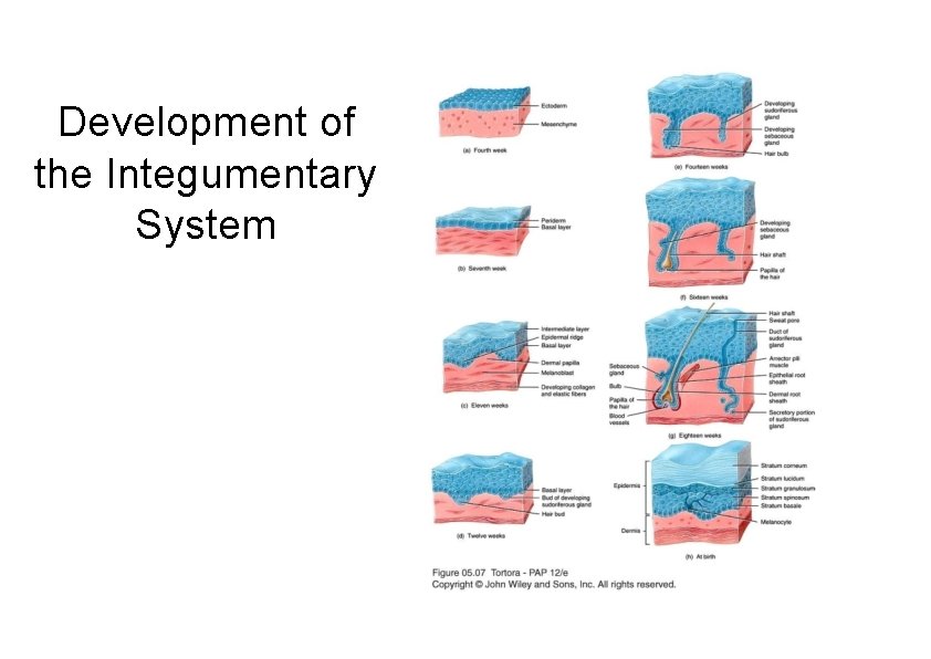 Development of the Integumentary System 