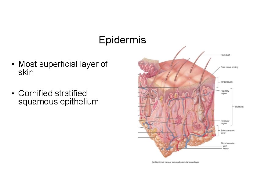 Epidermis • Most superficial layer of skin • Cornified stratified squamous epithelium 
