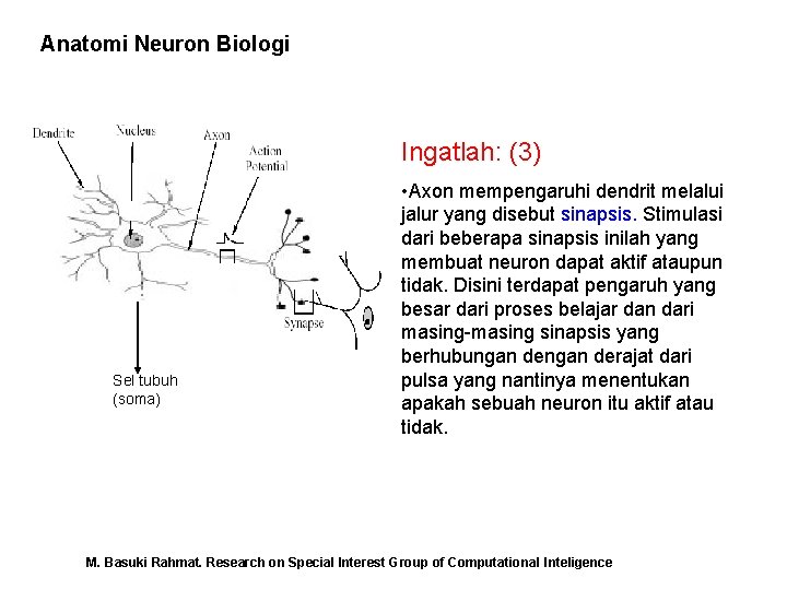 Anatomi Neuron Biologi Ingatlah: (3) Sel tubuh (soma) • Axon mempengaruhi dendrit melalui jalur