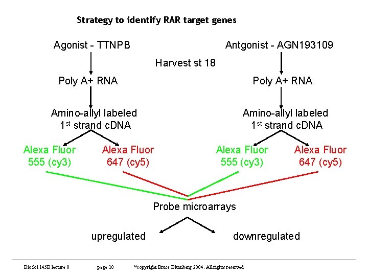 Strategy to identify RAR target genes Agonist - TTNPB Antgonist - AGN 193109 Harvest