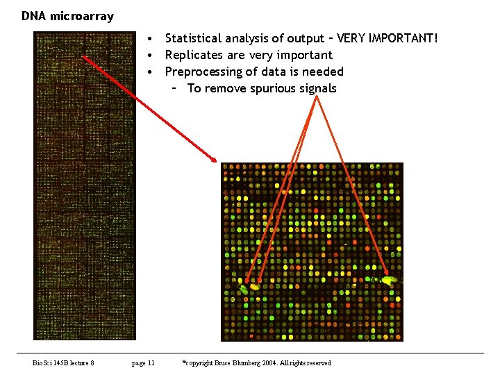 DNA microarray • Statistical analysis of output – VERY IMPORTANT! • Replicates are very