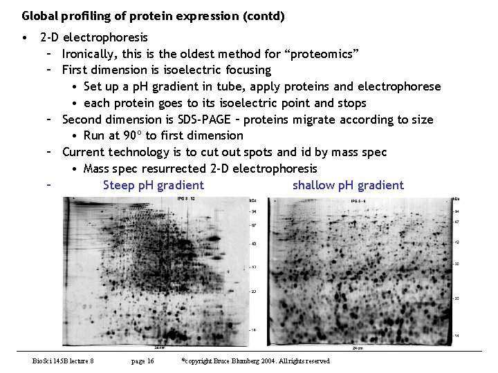 Global profiling of protein expression (contd) • 2 -D electrophoresis – Ironically, this is