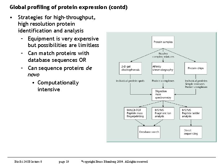 Global profiling of protein expression (contd) • Strategies for high-throughput, high resolution protein identification
