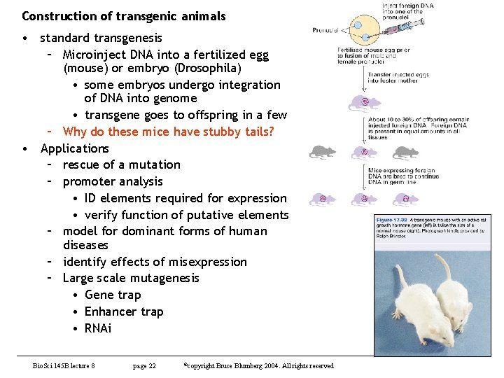 Construction of transgenic animals • standard transgenesis – Microinject DNA into a fertilized egg