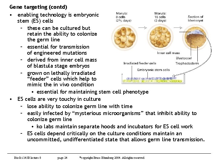 Gene targeting (contd) • enabling technology is embryonic stem (ES) cells – these can