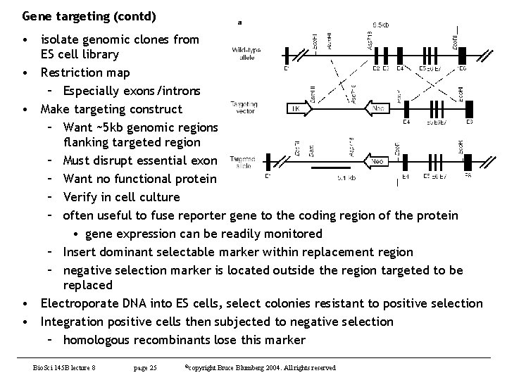 Gene targeting (contd) • isolate genomic clones from ES cell library • Restriction map