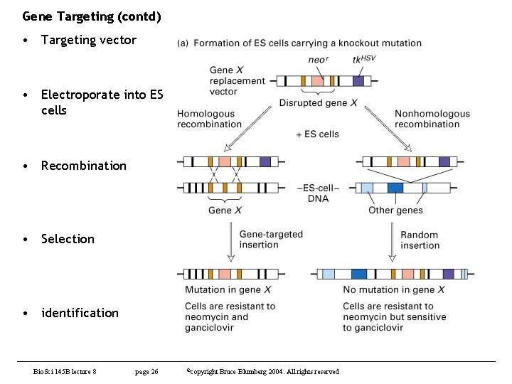 Gene Targeting (contd) • Targeting vector • Electroporate into ES cells • Recombination •