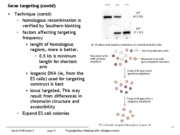 Gene targeting (contd) • Technique (contd) – homologous recombination is verified by Southern blotting