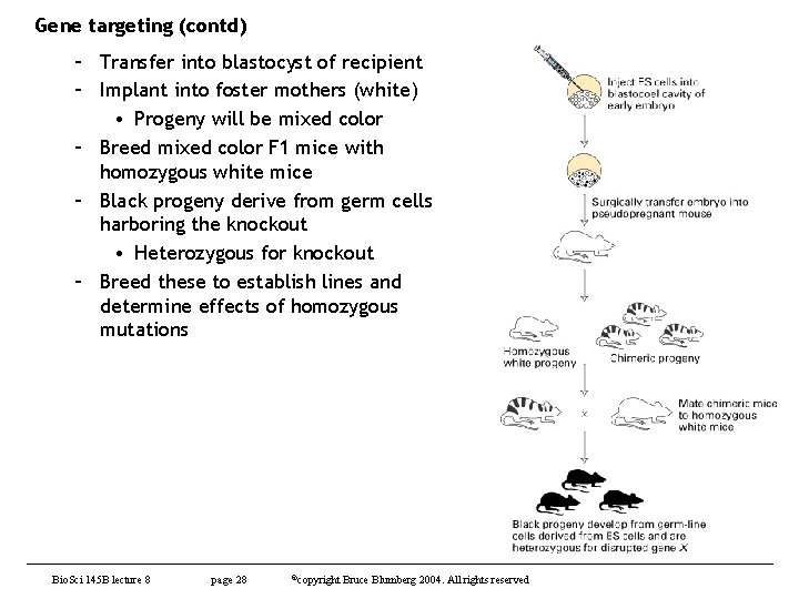 Gene targeting (contd) – Transfer into blastocyst of recipient – Implant into foster mothers