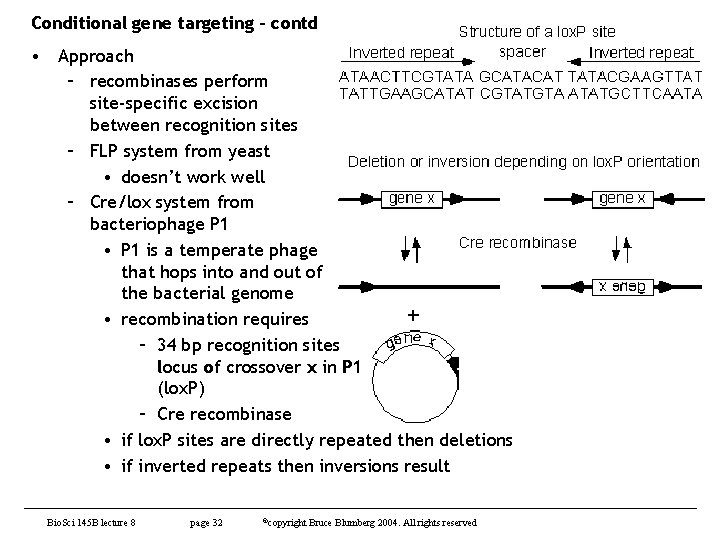 Conditional gene targeting - contd • Approach – recombinases perform site-specific excision between recognition
