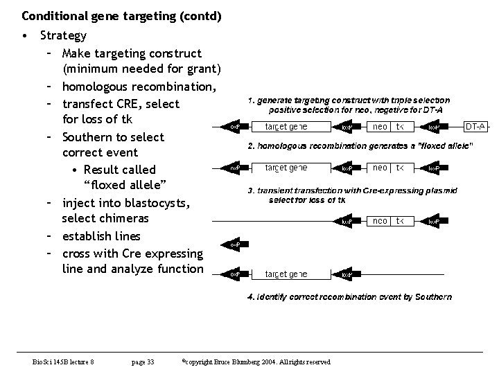 Conditional gene targeting (contd) • Strategy – Make targeting construct (minimum needed for grant)