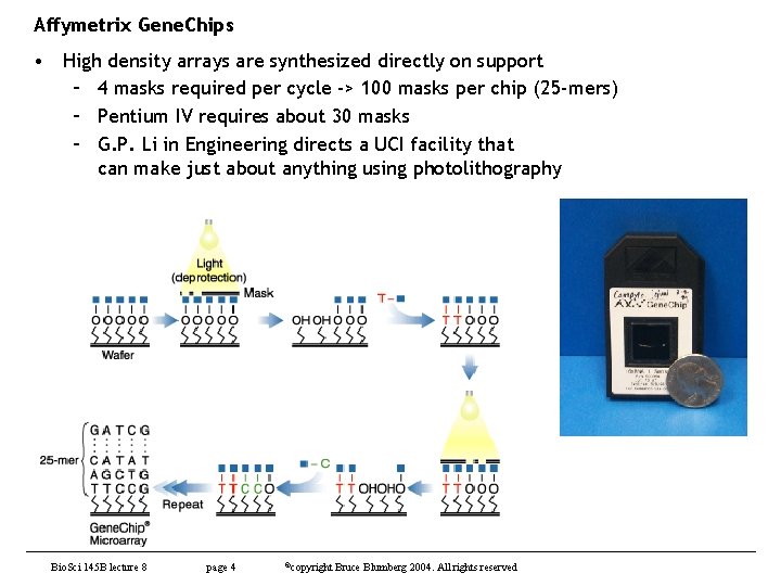 Affymetrix Gene. Chips • High density arrays are synthesized directly on support – 4