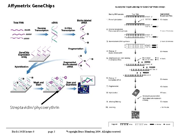 Affymetrix Gene. Chips Streptavidin/phycoerythrin Bio. Sci 145 B lecture 8 page 5 ©copyright Bruce