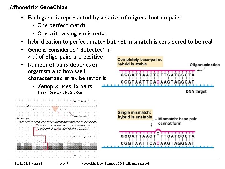 Affymetrix Gene. Chips – Each gene is represented by a series of oligonucleotide pairs