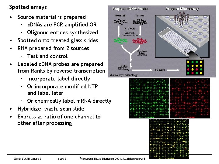 Spotted arrays • Source material is prepared – c. DNAs are PCR amplified OR