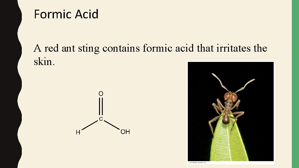 Formic Acid A red ant sting contains formic acid that irritates the skin. 