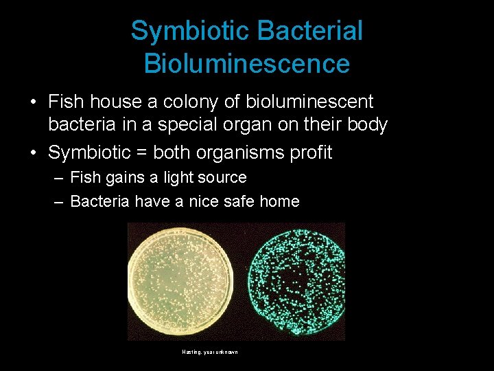 Symbiotic Bacterial Bioluminescence • Fish house a colony of bioluminescent bacteria in a special