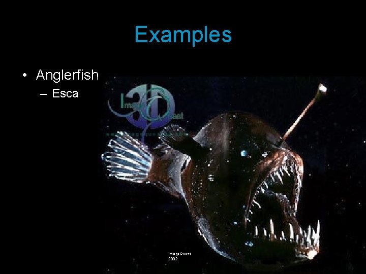 Examples • Anglerfish – Esca Image. Quest 2002 