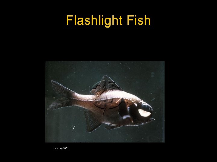 Flashlight Fish Herring 2001 