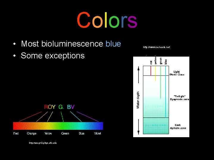 Colors • Most bioluminescence blue • Some exceptions http: //csep 10. phys. utk. edu