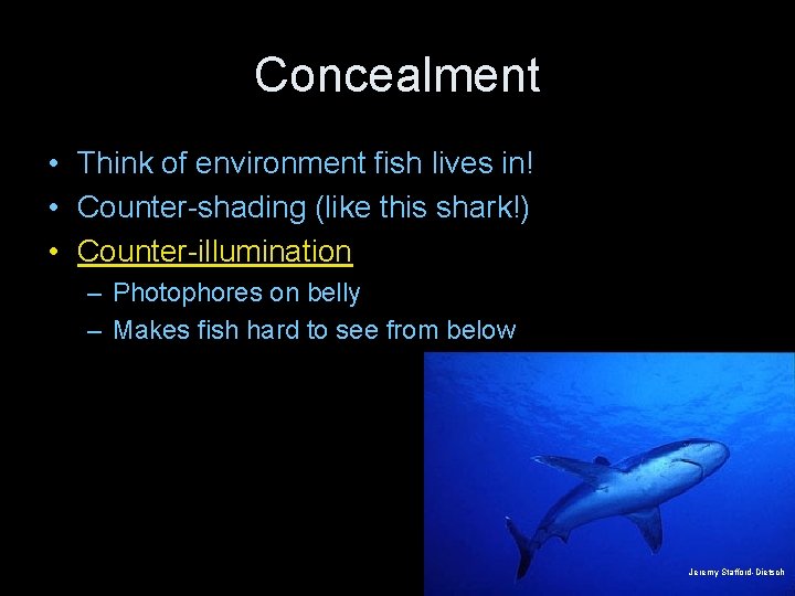 Concealment • Think of environment fish lives in! • Counter-shading (like this shark!) •