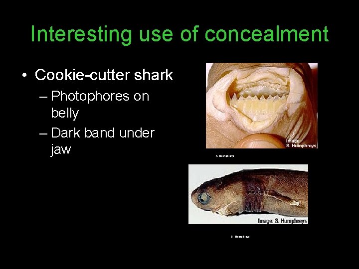 Interesting use of concealment • Cookie-cutter shark – Photophores on belly – Dark band
