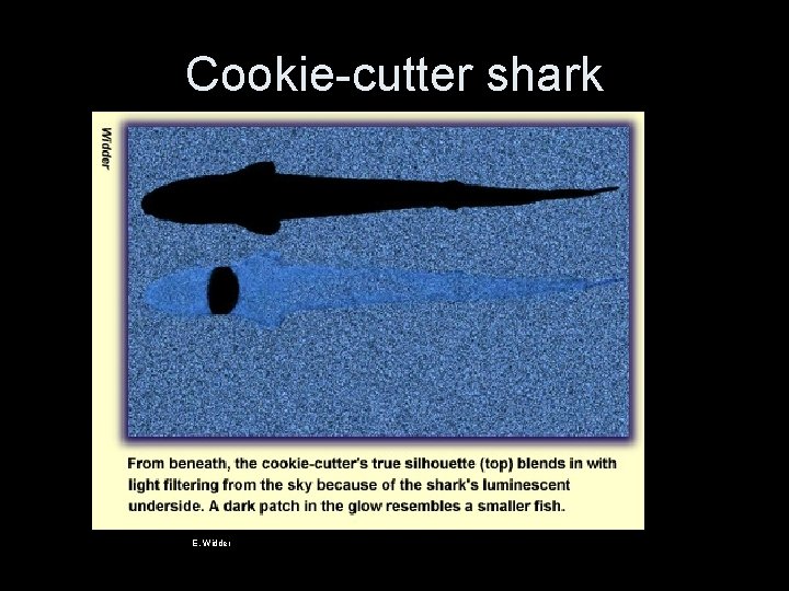 Cookie-cutter shark E. Widder 