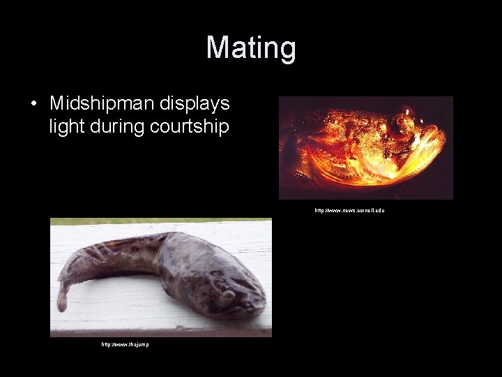 Mating • Midshipman displays light during courtship http: //www. news. cornell. edu http: //www.
