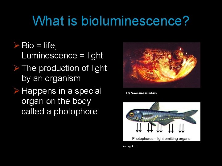 What is bioluminescence? Ø Bio = life, Luminescence = light Ø The production of