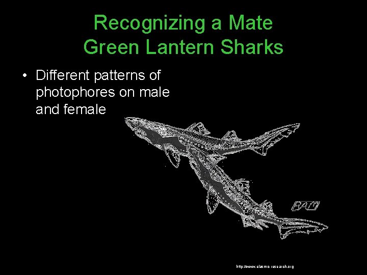 Recognizing a Mate Green Lantern Sharks • Different patterns of photophores on male and