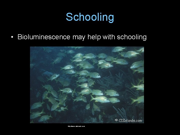 Schooling • Bioluminescence may help with schooling http: //www. cdislands. com 