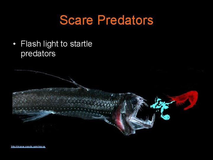 Scare Predators • Flash light to startle predators http: //images. google. com/imgres 