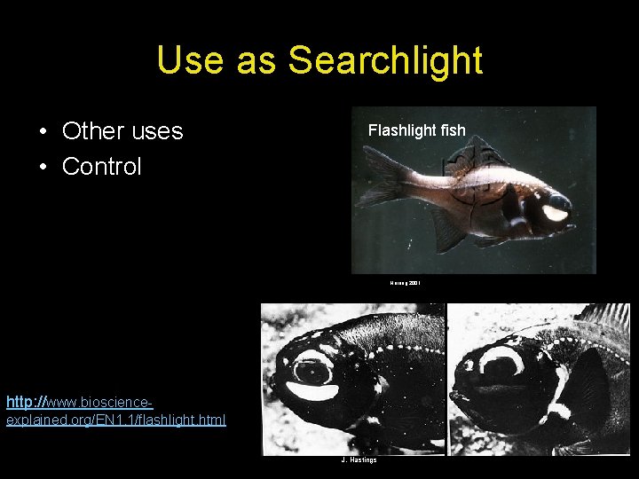 Use as Searchlight • Other uses • Control Flashlight fish Herring 2001 http: //www.