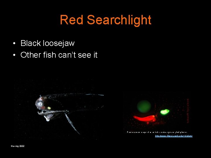 Red Searchlight • Black loosejaw • Other fish can’t see it http: //www. lifesci.