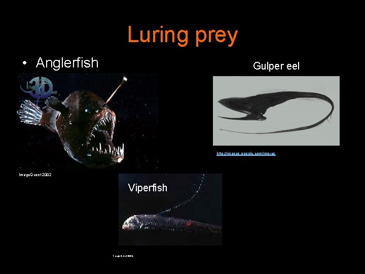 Luring prey • Anglerfish Gulper eel http: //images. google. com/imgres Image. Quest 2002 Viperfish
