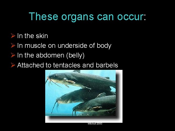 These organs can occur: Ø In the skin Ø In muscle on underside of