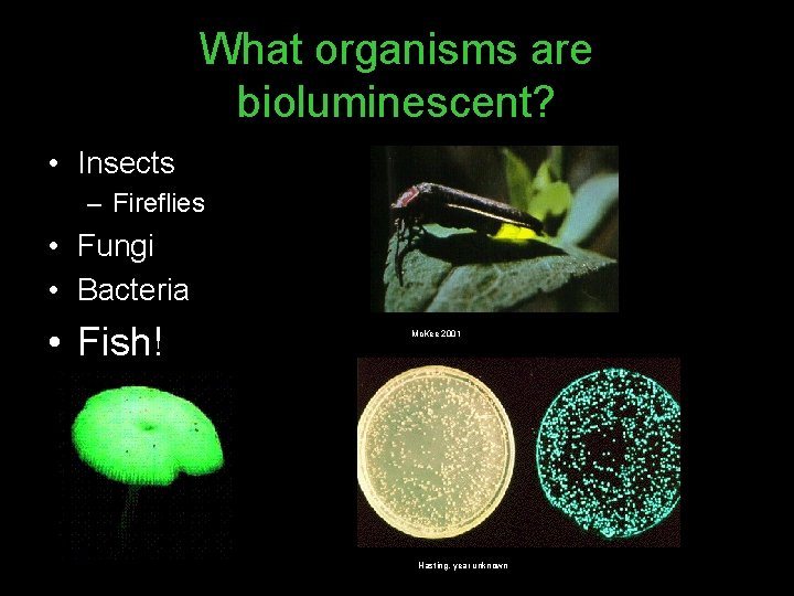 What organisms are bioluminescent? • Insects – Fireflies • Fungi • Bacteria • Fish!