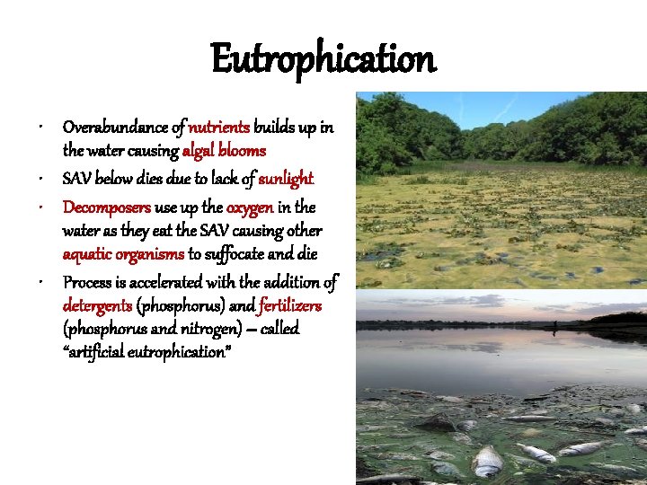 Eutrophication • Overabundance of nutrients builds up in the water causing algal blooms •