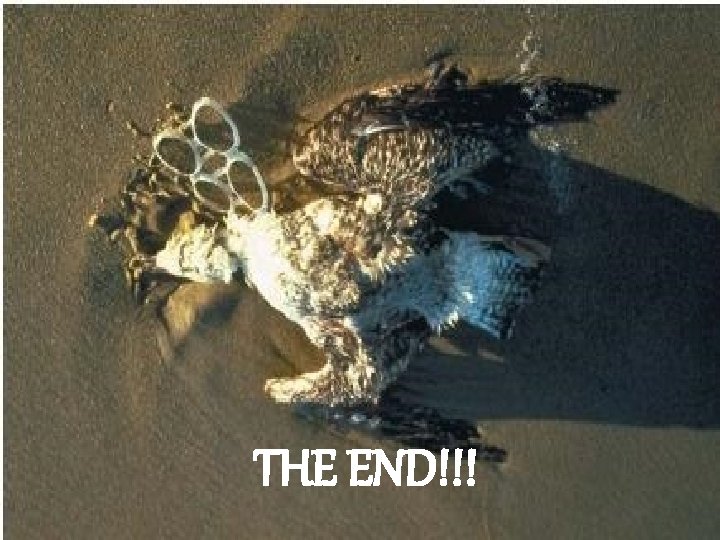 THE END!!! 